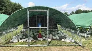 Nasz Chicken Tractor – Jak hodujemy szczęśliwe kurczaki na pastwisku 🐔🌱