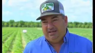 NIMITZ. The Power of Simplicity.  A Grower's Story.