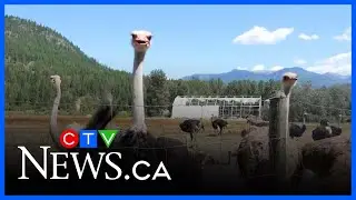 CFIA to carry out ostrich cull after legal fight with B.C. farm