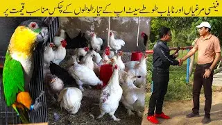 Al Ahmed Birds Farm Karachi 2022 | Fancy Hen and Exotic Parrots at the Cheapest price