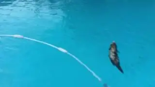 Swimming Ferret