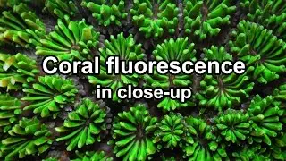Coral fluorescence in close-up