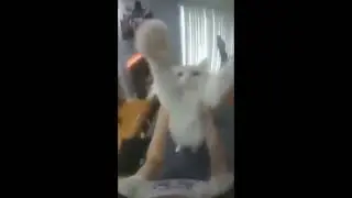 Cat Dancing To Portal Radio For 1h