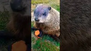 Mr. Sparkle This Dad Joke Should Book Up All Year With Laughs 🥕🐾 #groundhog #funny #cute #adorable