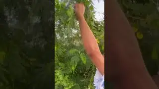 Golek lalapan neng negoro ne uwong😂