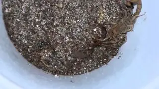 Yellow Ground Scorpion vs Garden Centipede