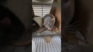 Sleepy Kingdom of Rats #shorts