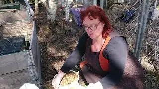 Tuupassiilit - Siilinpes&auml; S&auml;t&ouml;ksess&auml; (osa 2)🦔 Aitaukset, ruokinta ja taudit 🦔