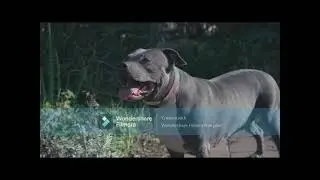 ONE SAL   PITBULL RESCATISTA