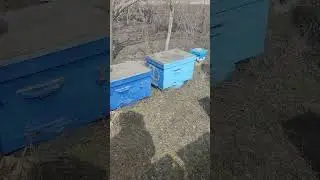 ГРУБАЯ ОШИБКА НА ПАСЕКЕ РАННЕЙ ВЕСНОЙ РАЗВИТИЕ СЕМЕЙ ЗАТЯНЕТСЯ И ПЕРВОГО МЁДА БУДЕТ МЕНЬШЕ☝️🐝🐝