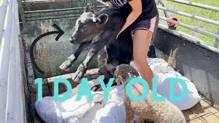 We Bought Baby Calves