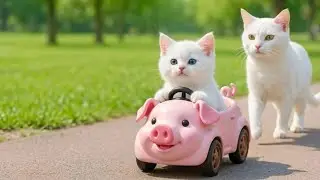 Mama Cat Brings Lamb the Home and Makes Tiger Hat For Kittens At Home 🐾🧶🎩