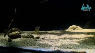Geophagus Red Head Tapajos Babies