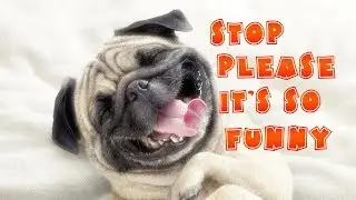 Funny Dogs - A Funny Dog Videos Compilation 2018