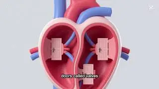 Heart Anatomy and Physiology (Simple Explanation) | Medical & Nursing Students @theanatomylab 