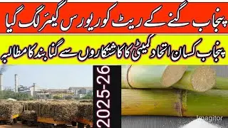 Sugarcane rate today 2025-26/sugarcane support price in punjab pakistan