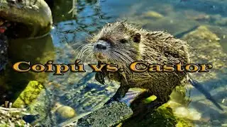 **Coip&uacute; vs. Castor**