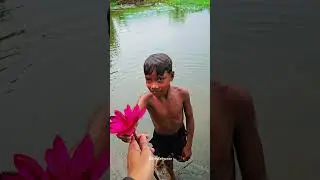 Lotus Pond Odisha, lotus flower, lily flower, lotus status, Odisha natural place,1st vlog