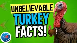 Mind-Blowing Turkey Facts You&rsquo;ve Never Heard Before! | Unbelievable Turkey Facts!🦃 | Journalist Mano