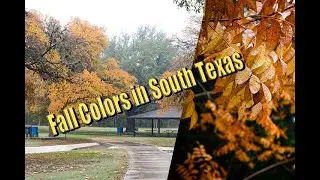 Fall Colors in South Texas/San Antonio Nov 2022, YTEP28