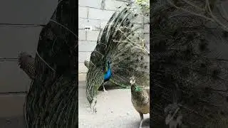 Sekali Pelihara Merak Biru, Susah Balik ke Burung Biasa 😃 #burungmerak #merakbiru #peacock