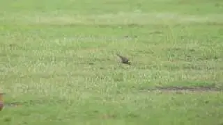 Indian Courser