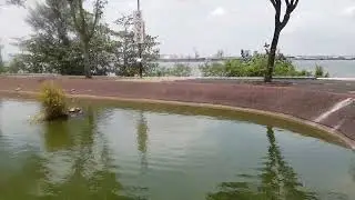 Punggol Settlement chilling Turtle