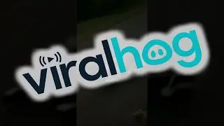 A Skunk Family On The Move || ViralHog