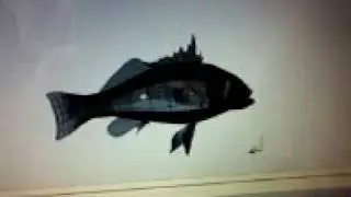 Paralabrax humeralis (VALENCIENNES, 1828).mp4