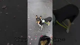 &ldquo;Go Sniff,&rdquo; The Leash Walking Release Cue