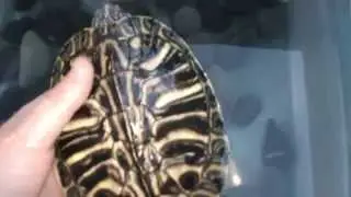 turtle update #1 turtle ID? does it have shell rot?