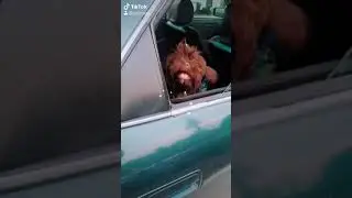 Apollo the shih tzu - Bawal lumabas
