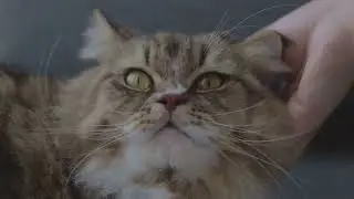 Siberian Cats: Ice-Born, Home-Loved