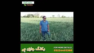 Growth of NARC G1 GARLIC at its best at Pakistan's Largest Farm | EsGrow Farms