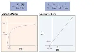 Virtual Enzyme Kinetics & Lineweaver Burk Plot