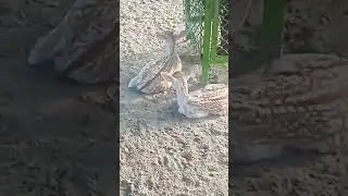 #shortvideo #ytshorts #animals #deerhunting #deerbaby #baby