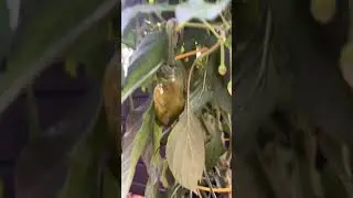 Orange Monkey Face Peppers 🐵🌶️ MD Pepper Grow #reggae #grow #garden #peppers #orange #monkey #face