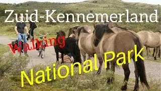 Walking the Dutch Zuid-Kennemerland National Park with (not so) wild horses (4K)