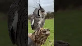 Curious Owl 🦉 #shorts