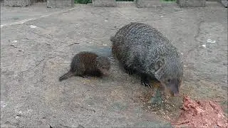 Banded Mongoose Babies Oct 2018