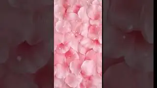 Pink Rose Petals