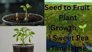 Seed to Fruit Plant Growth 🌱 | Sweet Pea Timelapse