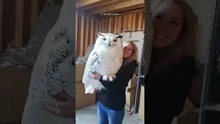 Impresionante el tama&ntilde;o de este b&uacute;ho enorme