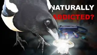 Why Are Magpies DRAWN To SHINY Things?