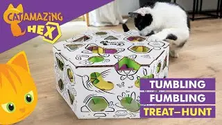 Cat Amazing HEX &ndash;&nbsp;the Tumbling, Fumbling treat hunt!