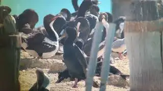 Otago Shag (𝘓𝘦𝘶𝘤𝘰𝘤𝘢𝘳𝘣𝘰 𝘤𝘩𝘢𝘭𝘤𝘰𝘯𝘰𝘵𝘶𝘴)