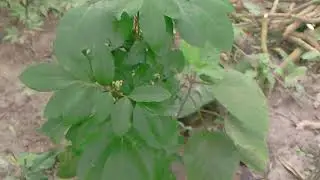 &ldquo;The Leaf Library: Plants With Fascinating Textures&rdquo;