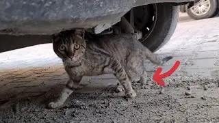 The Poor cat with no hind legs is hiding under the car because it is afraid of people.