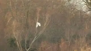 Waterbirds, Fen Drayton RSPB, Cambridgeshire, 14/12/25