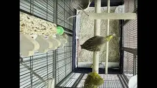 we got NEW canneries